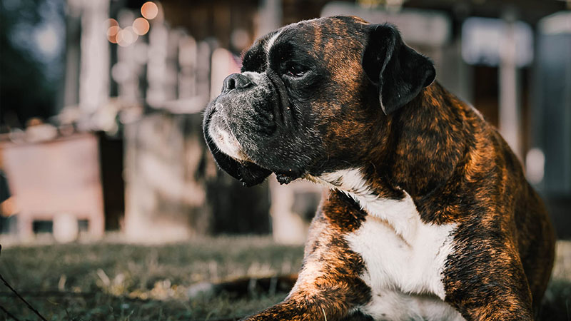 Tiere Fotografie - Stefan Hochwimmer