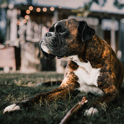 © Fotografie Hochwimmer - Tierfotografie