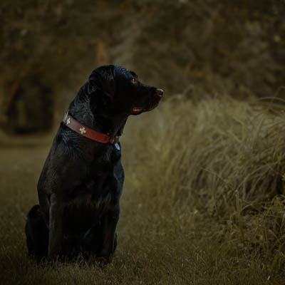 © Fotografie Hochwimmer - Tierfotografie