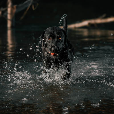 © Fotografie Hochwimmer - Tierfotografie