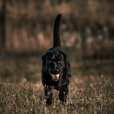 © Fotografie Hochwimmer - Tierfotografie