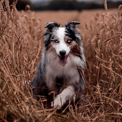 © Fotografie Hochwimmer - Tierfotografie