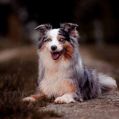 © Fotografie Hochwimmer - Tierfotografie