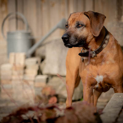© Fotografie Hochwimmer - Tierfotografie