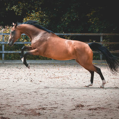 © Fotografie Hochwimmer - Tierfotografie