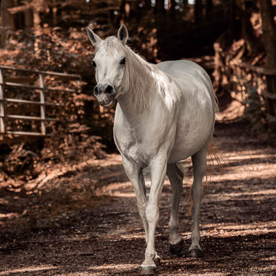 © Fotografie Hochwimmer - Tierfotografie