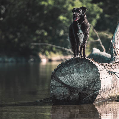 © Fotografie Hochwimmer - Tierfotografie