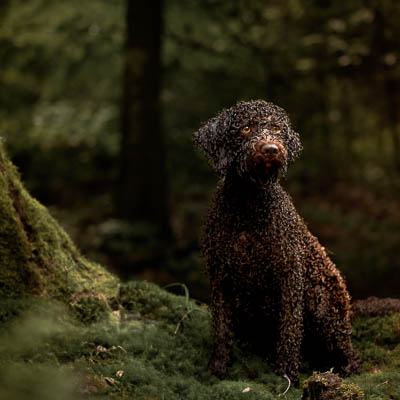 © Fotografie Hochwimmer - Tierfotografie