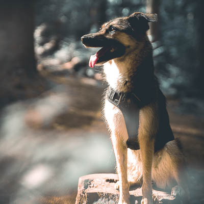 © Fotografie Hochwimmer - Tierfotografie